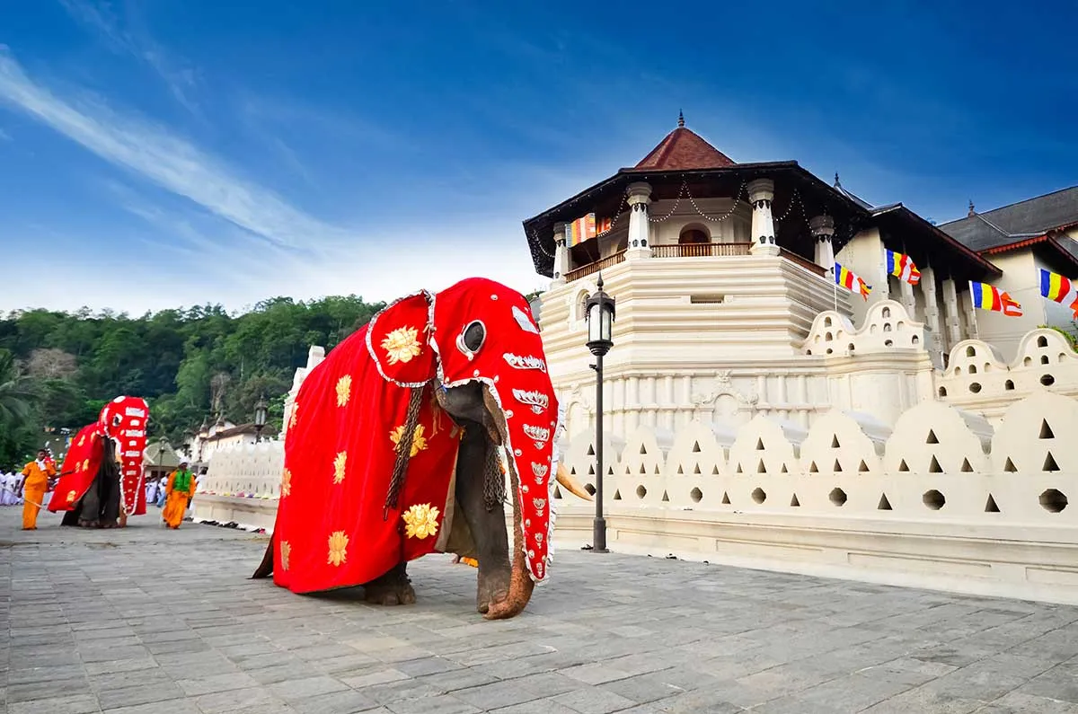 A temple elephant in a red and gold ceremonial cloth standing in front of the white Temple of the Tooth in Kandy